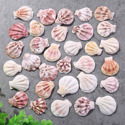 Manufacturers direct direct scallop natural color pattern shell conch fish tank seascape decoration Mediterranean style wholesale