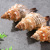 Factory Direct Sales Marine Natural Shell Red Spiral Conch Shell Marine Decoration Fish Tank Aquarium Decoration Wholesale
