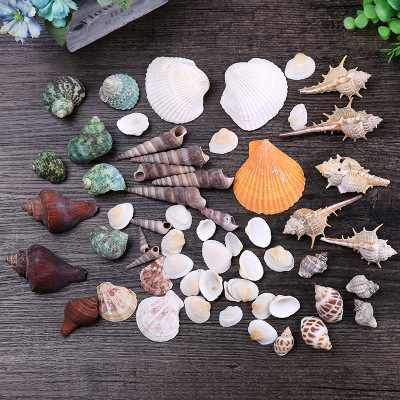 Manufacturers direct sale of natural crafts sea shells conch conch landscape conch decorative small gifts display pieces