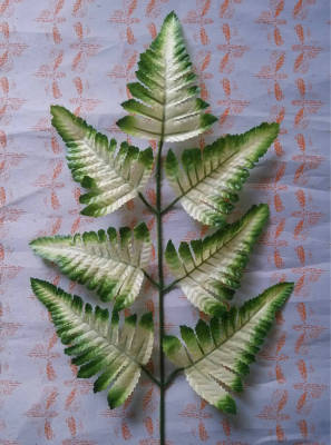 Seven forked Persian leaves, 7 pieces of fur, white oil, light cloth, dyeing, DIY flower arrangement, accessories,