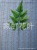 Light green glossy ground color 7 Persian leaves 7 forked furs simulate Mosaic leaves plant leaves