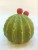Ceramic cactus, pineapple style many, Christmas tree Christmas house with lights, gifts furnishings