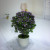 Miniature miniature bonsai flower potted plant manufacturers direct sales simulation flowers