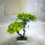 Miniature miniature bonsai flower potted plant manufacturers direct sales simulation flowers