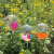 Promotional Gifts Bounce Ball Balloon Small Gift Holiday Party 20-Inch Traceless Sheer Feather Bounce Ball