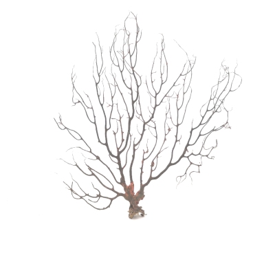 New iron tree handicraft collection
