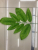 7 pieces of mango leaf 7 fork apple leaf color printing leaf simulation leaf flower arrangement accessories