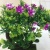 Mini simulation bonsai flower small pot manufacturers direct simulation of flower plants
