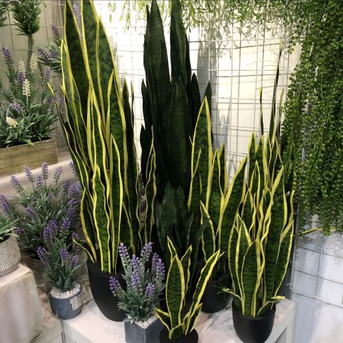 Simulation Sansevieria Trifasciata Prain Desert Plant Simulation Agave Single Piece Sansevieria Trifasciata Prain Yellow Edge Sansevieria Trifasciata Prain Phalaenopsis Leaves