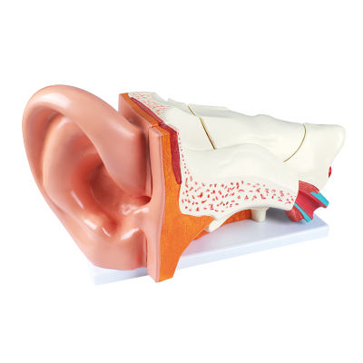 Ear Model