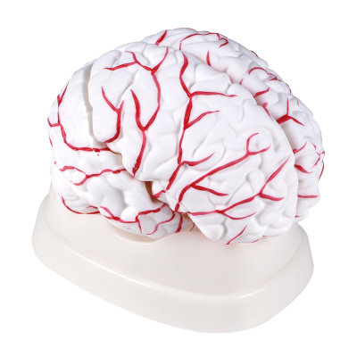 Cerebral artery model