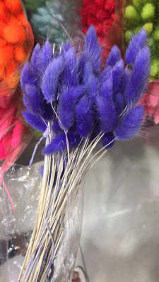 Rabbit Tail Dried Flower. Preserved Fresh Flower Decorative Materials