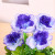 Artificial Flower Set Home Decorations and Accessories Plastic Floral Decorative Flower Fake Flower Living Room Display Flowers