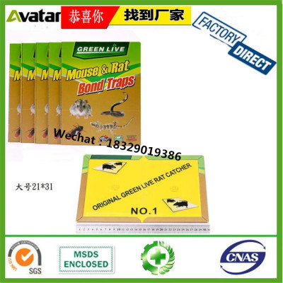Factory Supply GREEN LIVE Mouse rat glue trap Fly Glueboard