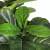 LargeNordic web celebrity simulation plant decoration fake banyan guelph indoor floor decoration conditions banyan plant