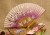 Factory Direct Sale 2 Qingyixiao Fan Chinese style dance Lady Fan Japanese folding Fan Silk Craft Fan