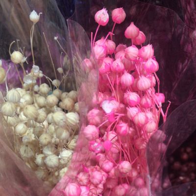 Jequirity bean. Dried Flowers. Preserved fresh flower. Decorative Materials. Artificial Flower
