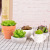 Factory Wholesale New Cute Artificial Succulent Pant Candles Hot Selling Smoke-Free Creative Artistic Taper and Candle Boxed