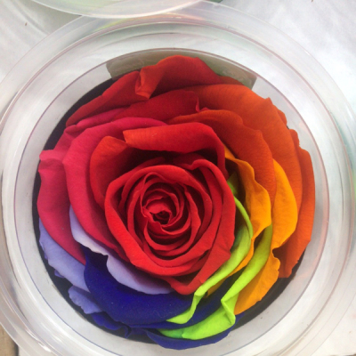 Rose Colorful Preserved Fresh Flower. Dried Flower Decorative Material Artificial Flower