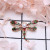 Korean version of the alloy set diamond pearl dragonfly animal brooch brooch simple small fresh clothing accessories brooch spot