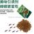 Green leaves cockroach house to eliminate cockroach medicine a nest end safety prevent small cockroach paste non-toxic kitchen star household