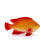2016 new model toy goldfish model children early education cognition product plastic model toy home decoration