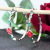 Rongyu 2019 New Exaggerated Red Rose Green Leaf Earrings Valentine's Day Gift Wish Popular Ornament Wholesale