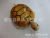 Factory Direct Sales Wooden Toy Turtle Medium Wooden Turtle Decoration Natural Pine Making with Wheels Moving