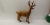 Simulation deer, Christmas deer, Christmas gifts, scene layout, Christmas, Christmas gifts, Christmas