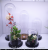 Glass Landscape Cover, Eternal Flower Cover, Glass Cake Plate, Glass Cover, Glass Flower Room
