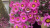 Rudan bird rhodanthe dried flower immortal flower small Daisy small fresh bouquet envelope greeting card accessories