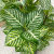 Simulated potted plant background wall decoration evergreen small potted striped leaves zebra leaves simulation green plant