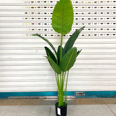 Nordic large simulated plant plantlet plantlet plantlet plantlet plantlet plantlet plantlet plantlet plantlet plantlet plantlet plantlet plantlet plantlet plantlet plantlet plantlet plantlet