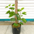 European type keel two fork money pocket simulation flower flower bonsai decoration simulation tree