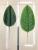 Adhesive tape banana leaf banana leaf banana leaf beauty banana leaf short rod long rod branches can be done