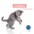 Pet electric toy rolling cat toy ball cat fun toy playing cat toy rolling ball