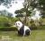 Panda series garden resin handicraft decorations