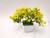 New white moon - shaped color - green - value star simulation bonsai flower office decoration