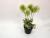 New black basin and pink dandelion flower bonsai living room decoration false flower accessories