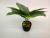 New black basin apple leaf simulation greenery bonsai green decoration photo matching