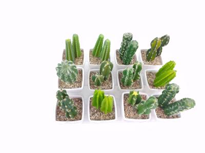 The new cactus set is a gift of floral home decoration