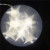 Christmas lights 6 \"pentagram bulb 20 LED warm white