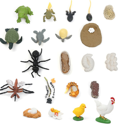 New Animal Shell Growth Cycle Frog Chicken Mosquito Turtle Simulation Model Toy Children's Small Toys
