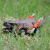 New Dinosaur Warrior Car Four-Wheel Dinosaur Model Car Small Racing Car Dinosaur Toy Children's Educational Stall Toy