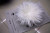 Factory Direct Sales of Natural Chicken Feather (White Tip) 5-7 Inches