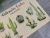 Cactus Series Mats