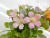 New Coffee Pot Small Plum Flower Artificial Flower Bonsai Decoration Home Decoration Artificial Flower Plastic