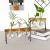 Vase Green Dill Plant Container Transparent Planting Device Fresh Office Desk Surface Panel Decorative Flower Vase