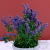 Lavender Simulation Bouquet Living Room Home Photography Decorations European Style Fresh Lavender Simulation Flower Pot