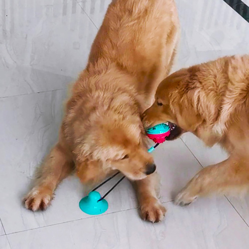 amazon‘s new molar bite interactive suction cup leaking dog rubber toy combination pet supplies
